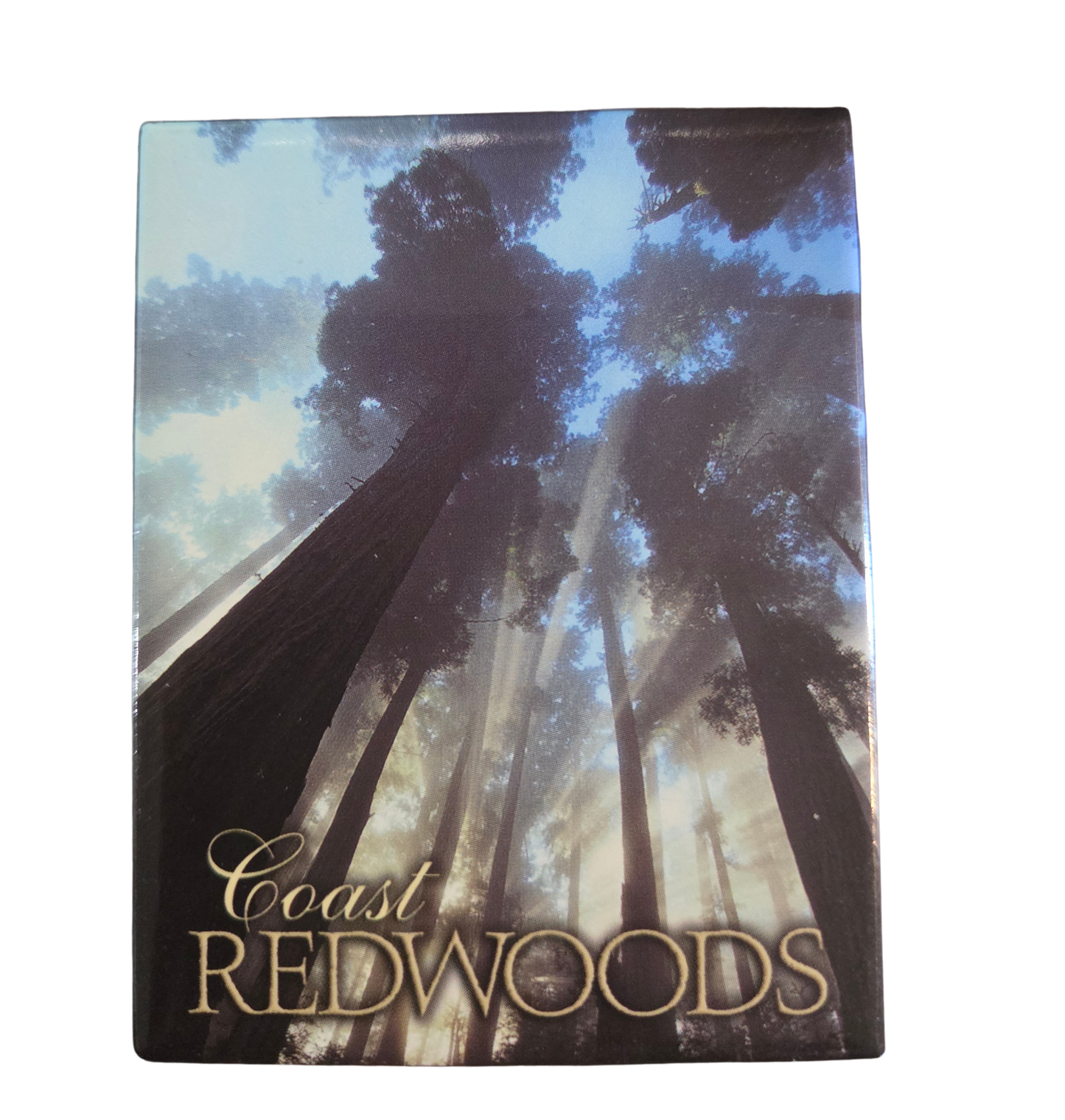 Coast Redwoods Morning Rapture Magnet
