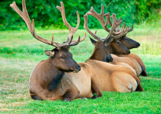 Roosevelt Elk 3D Postcard
