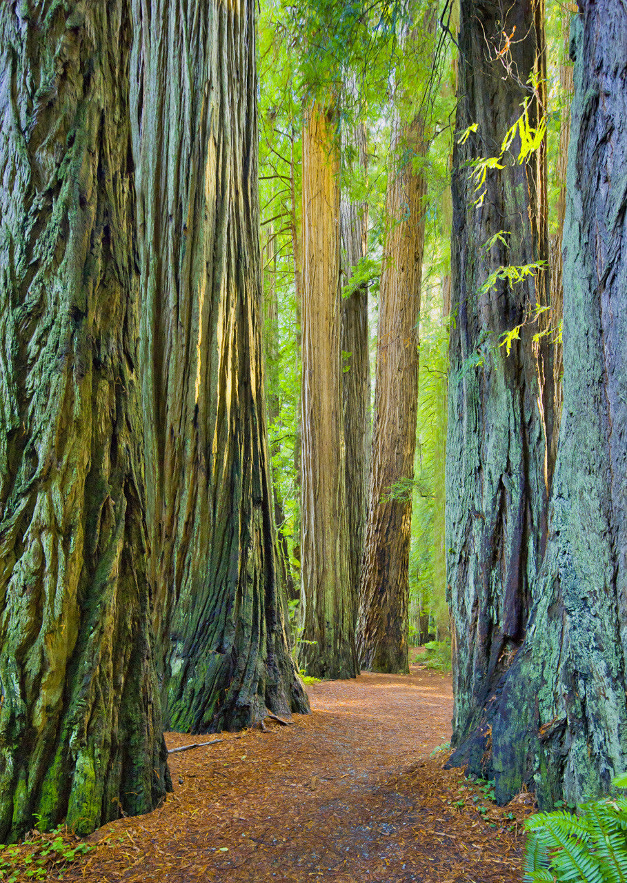 Redwood National and State Park 3D Postcard
