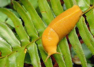Banana Slug 3D Postcard