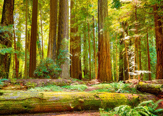 Redwoods Forest View 3D Magnet