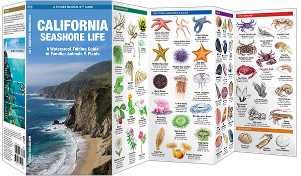 California Seashore Life Pocket Guide