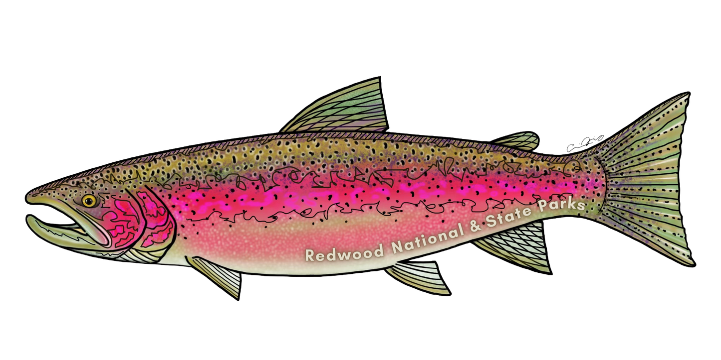 Redwood National and State Parks Steelhead Sticker