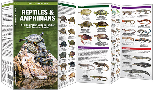 A Pocket Naturalist Guide: Reptiles and Amphibians