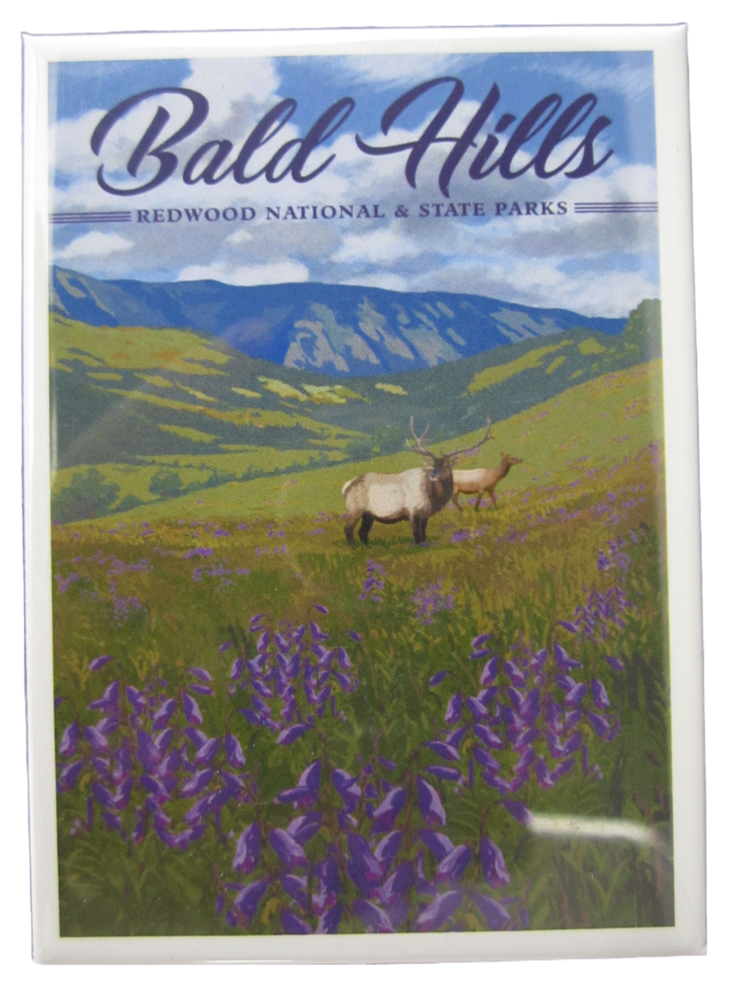 Redwood Natioanl & State Parks Bald Hills Magnet