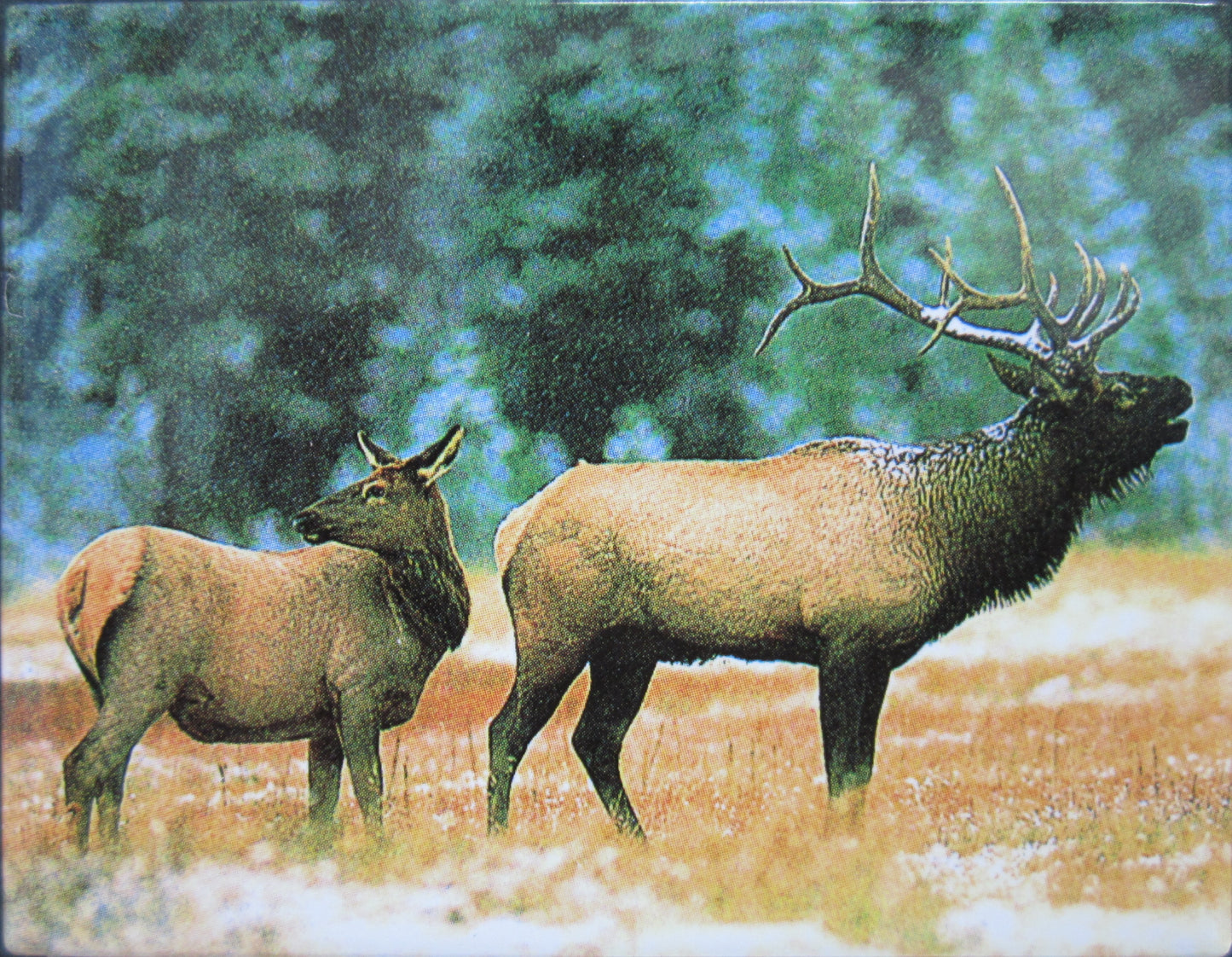 Redwood National & State Park Elk Magnet
