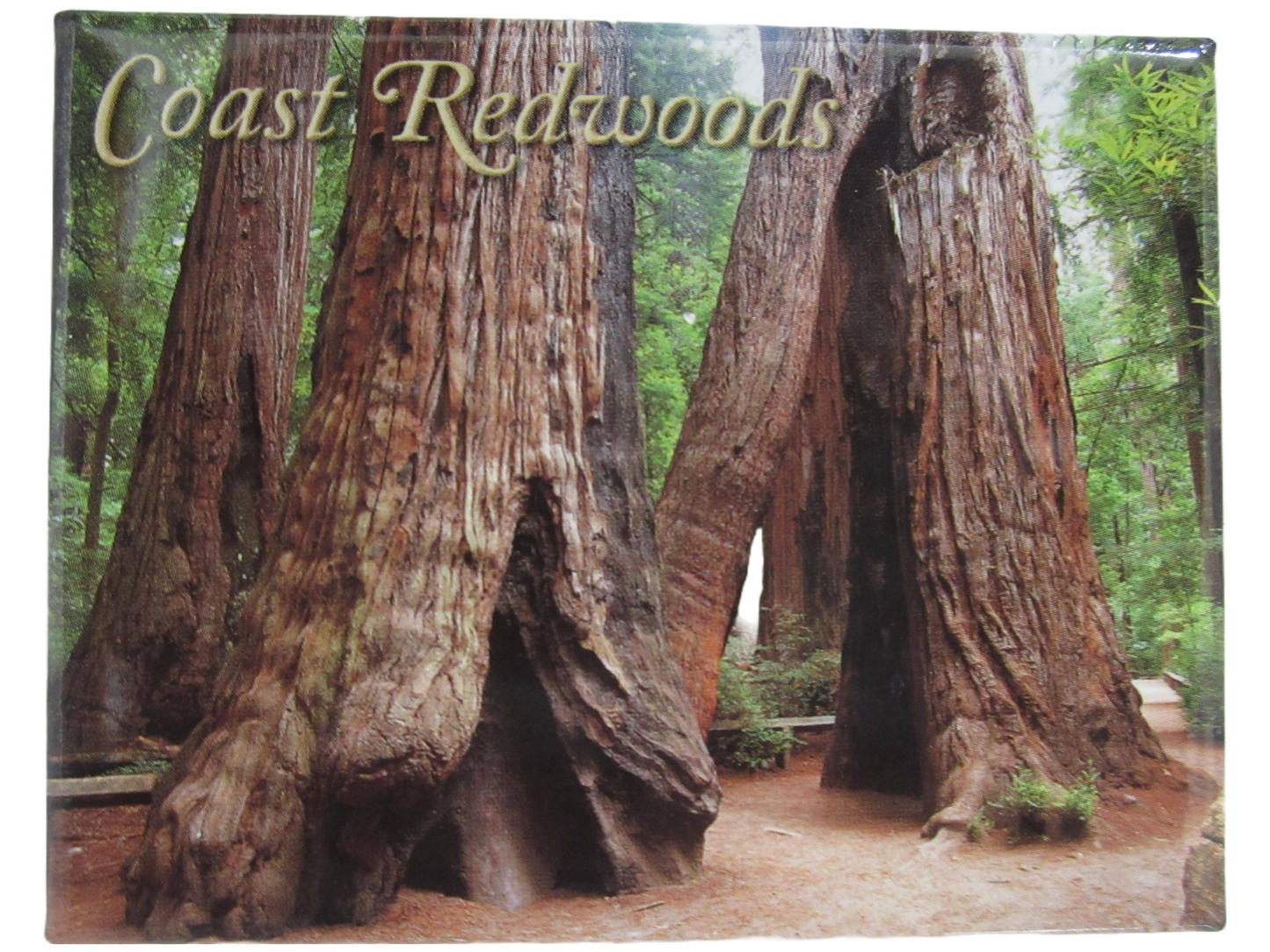 Coast Redwoods Goose Pen Magnet