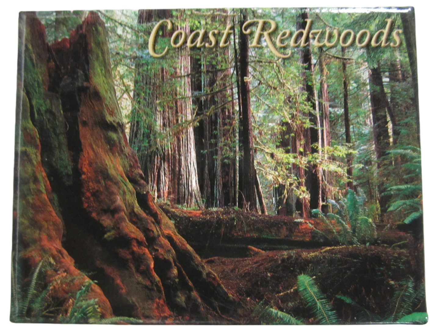 Coast Redwoods Old Growth Magnet
