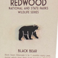 Redwood National & State Parks Wildlife Series Black Bear Collector's Pin
