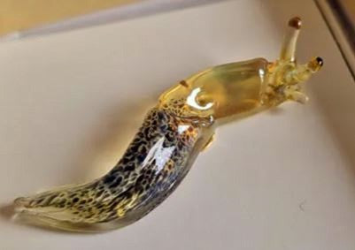 Elysian Shore Banana Slug Hand Blown Glass Pendant