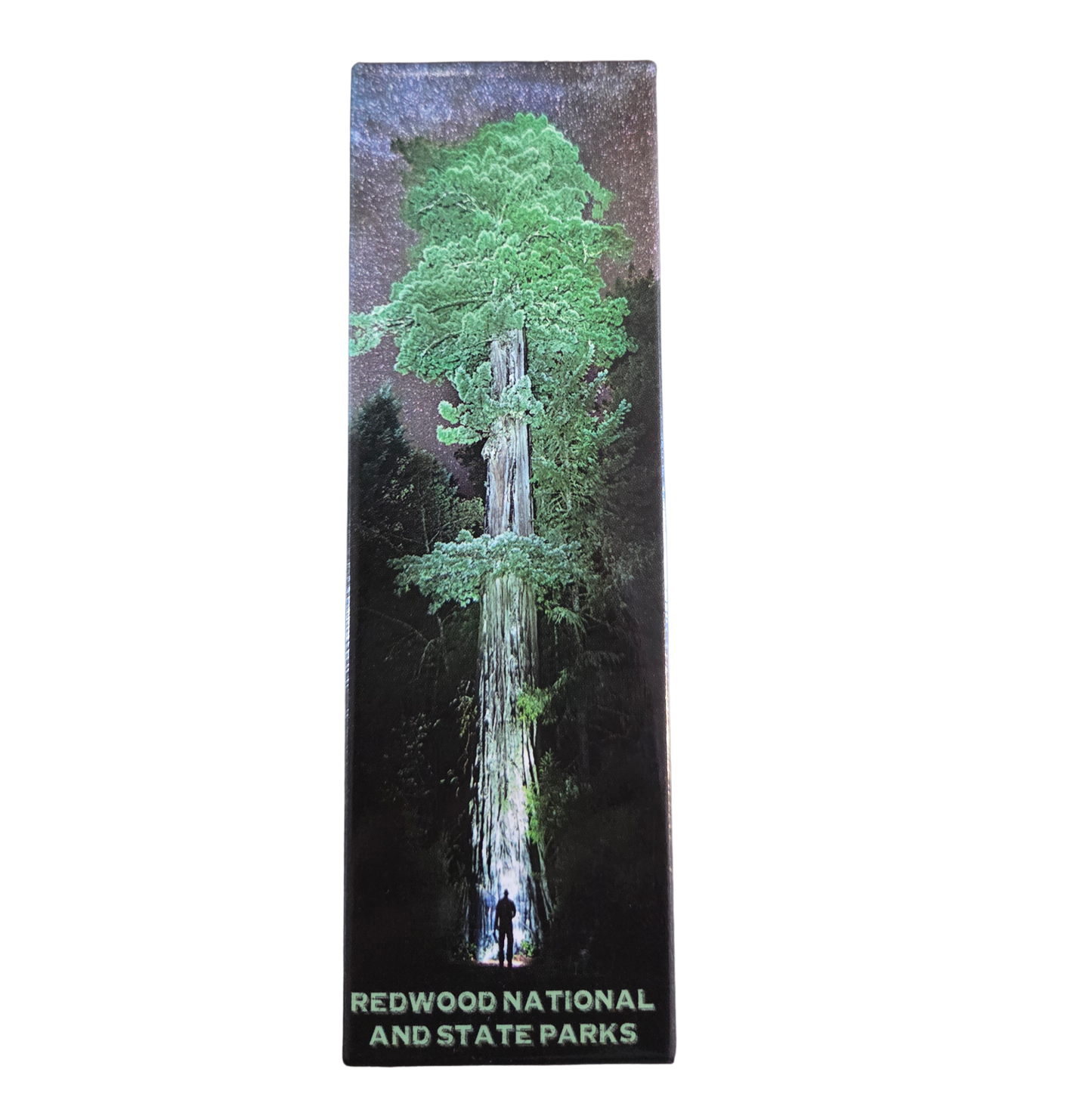 Redwood National and State Parks Redwood Pano Magnet