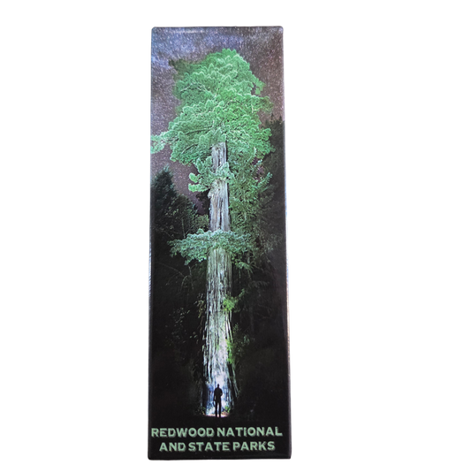 Redwood National and State Parks Redwood Pano Magnet