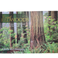 Coast Redwoods Book of Postcards