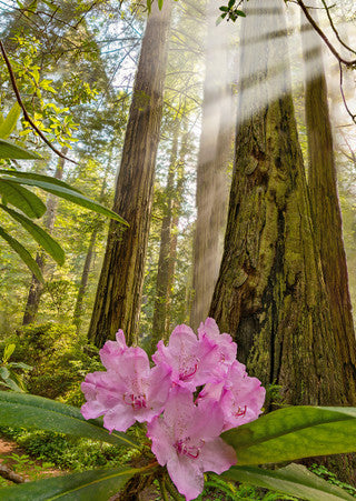 Rhododendrons in the Redwoods 3D Magnet
