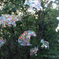 Window Gems Black Bears