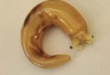 Elysian Shore Banana Slug Hand Blown Glass Pin