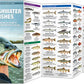 Freshwater Fishes Pocket Guide