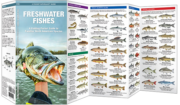 Freshwater Fishes Pocket Guide