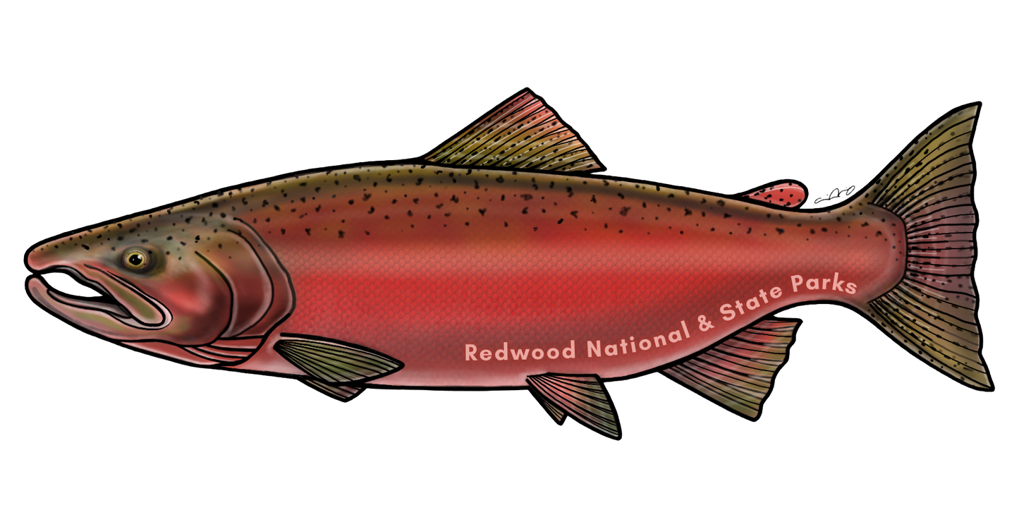Redwood National and State Parks Chinook Salmon Sticker