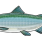Redwood National and State Parks Coho Salmon Sticker