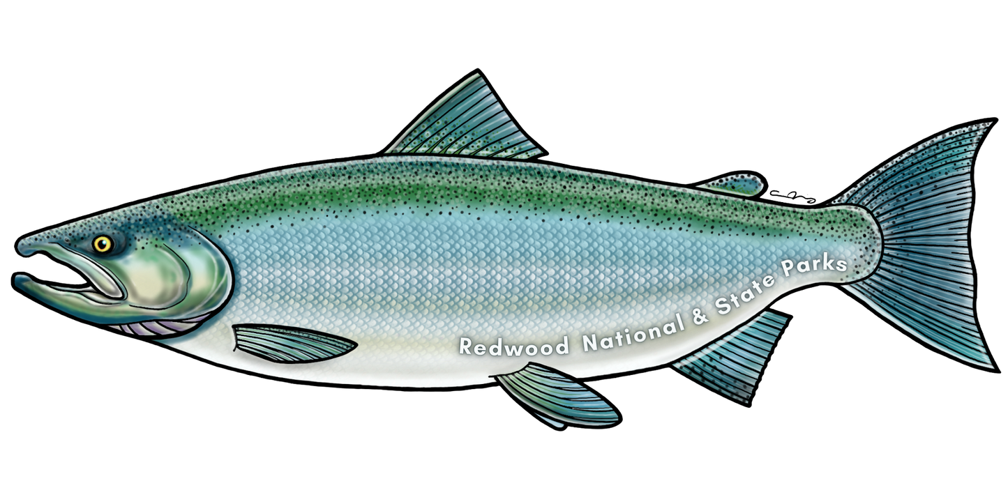 Redwood National and State Parks Coho Salmon Sticker