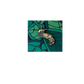 Banana Slug-PIN
