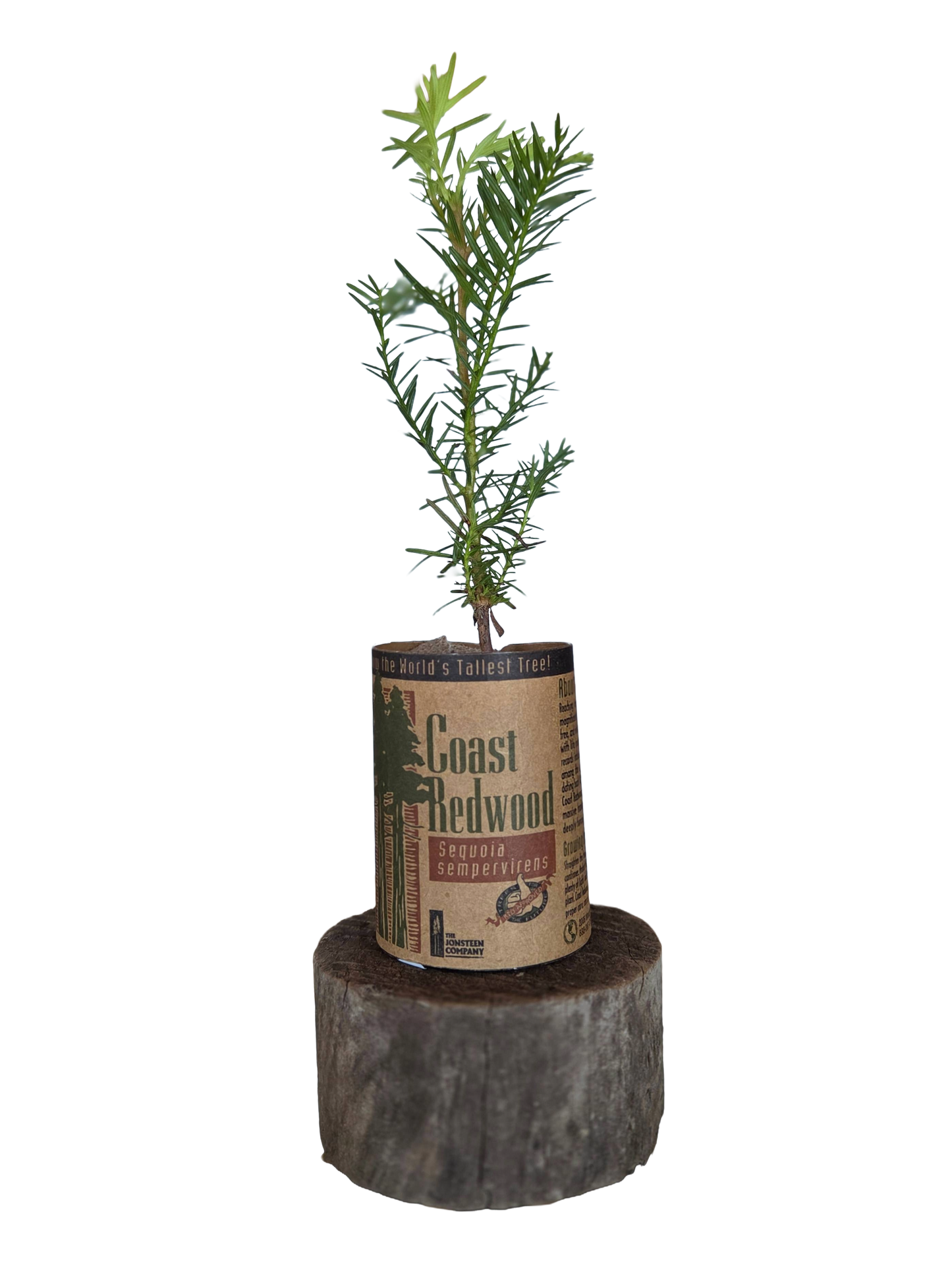 Seedling Coast Redwood