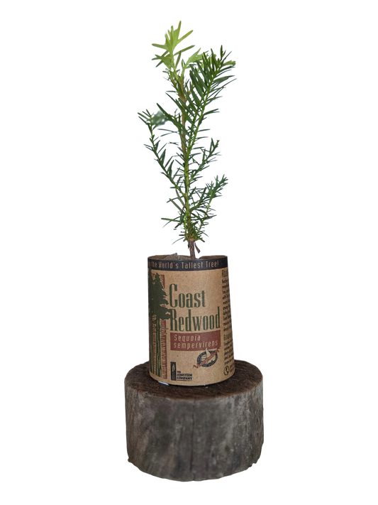 Seedling Coast Redwood