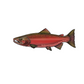 Redwood National and State Parks Chinook Salmon Sticker