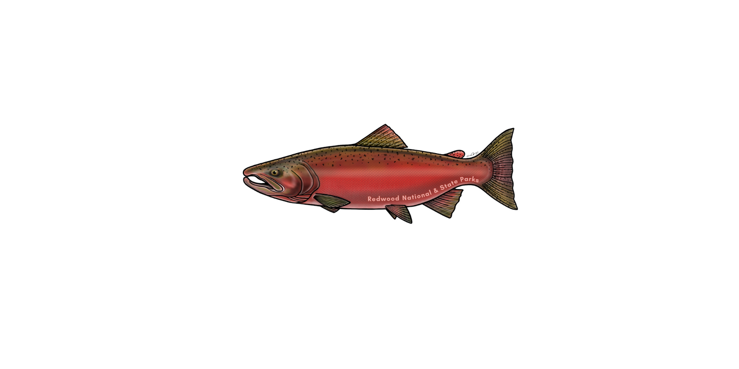 Redwood National and State Parks Chinook Salmon Sticker