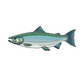 Redwood National and State Parks Coho Salmon Sticker