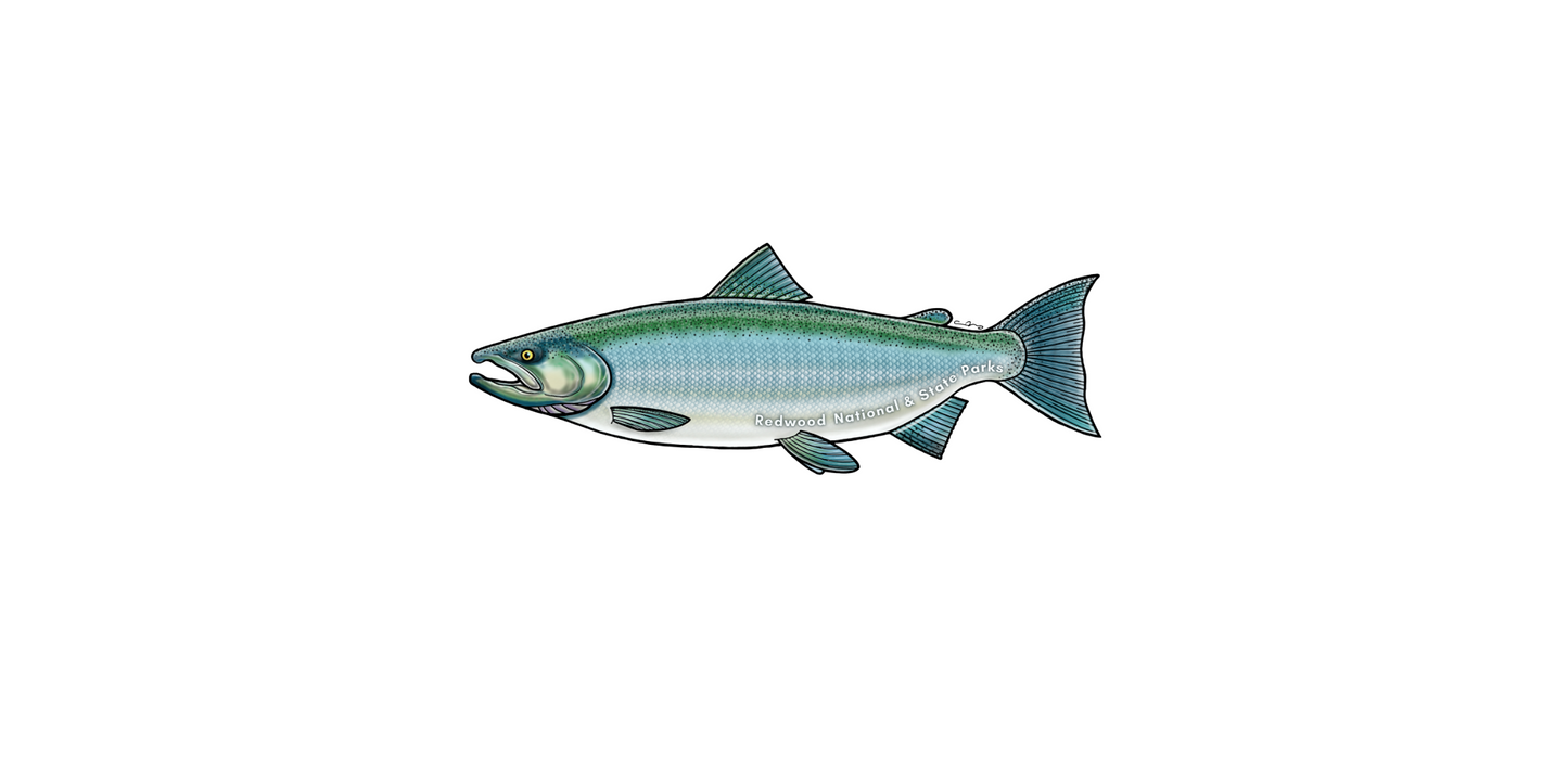 Redwood National and State Parks Coho Salmon Sticker