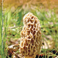 Mushrooms: A Pocket Naturalist Guide