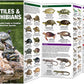 A Pocket Naturalist Guide: Reptiles and Amphibians