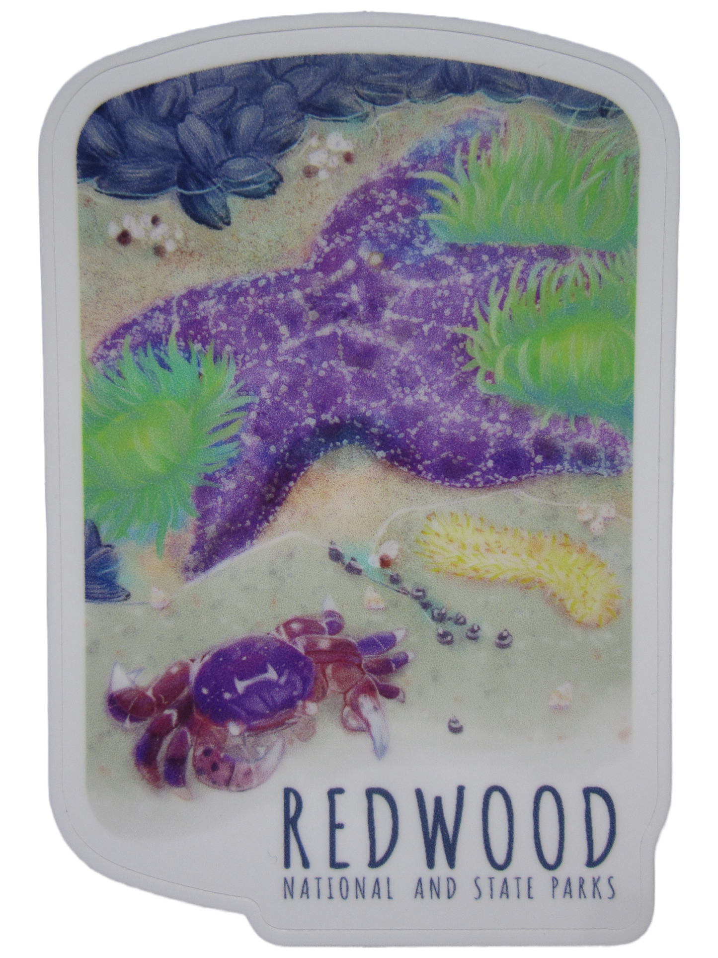 3" Small Redwood National & State Parks Tidepool Sticker