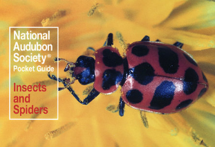 National Audubon Society Pocket Guide: Insects and Spiders Paperback