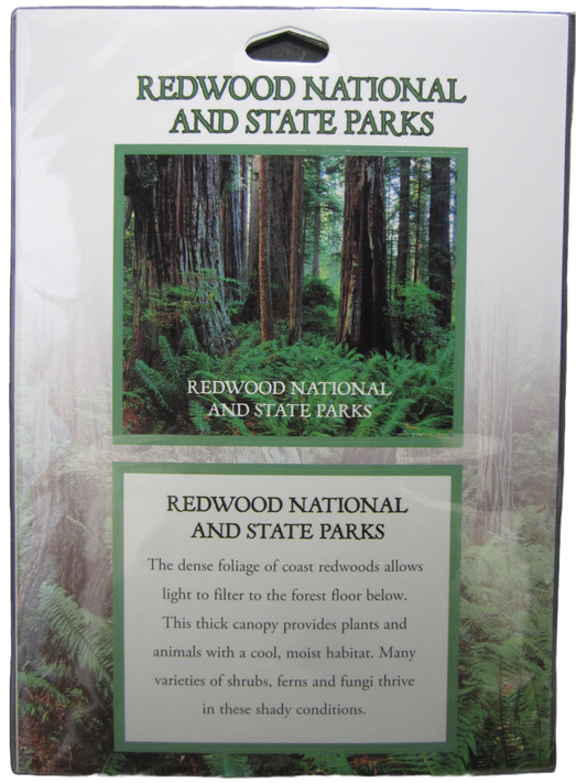 Redwoods National Park Candle – ECOVIBE