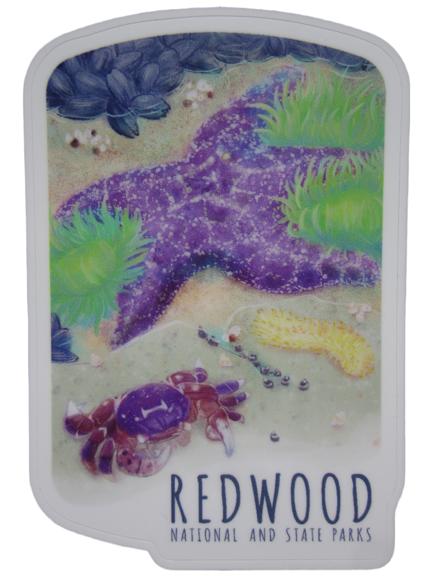 5" Large Redwood National & State Parks Tidepool Sticker