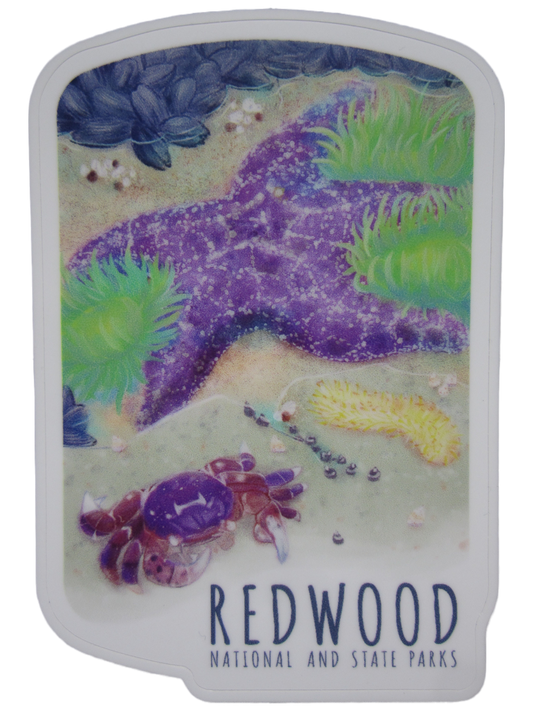 5" Large Redwood National & State Parks Tidepool Sticker