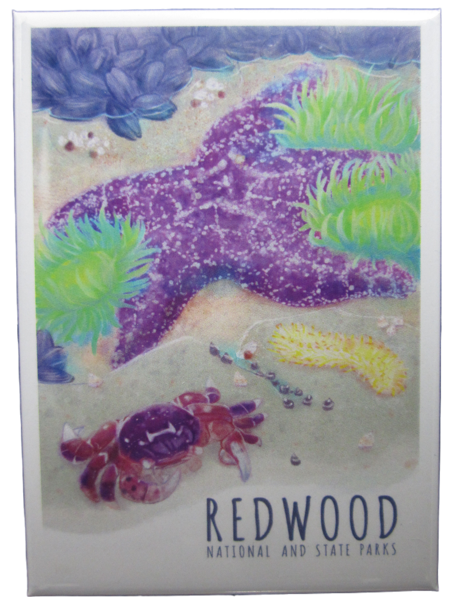 Redwood National & State Parks Tidepool Magnet